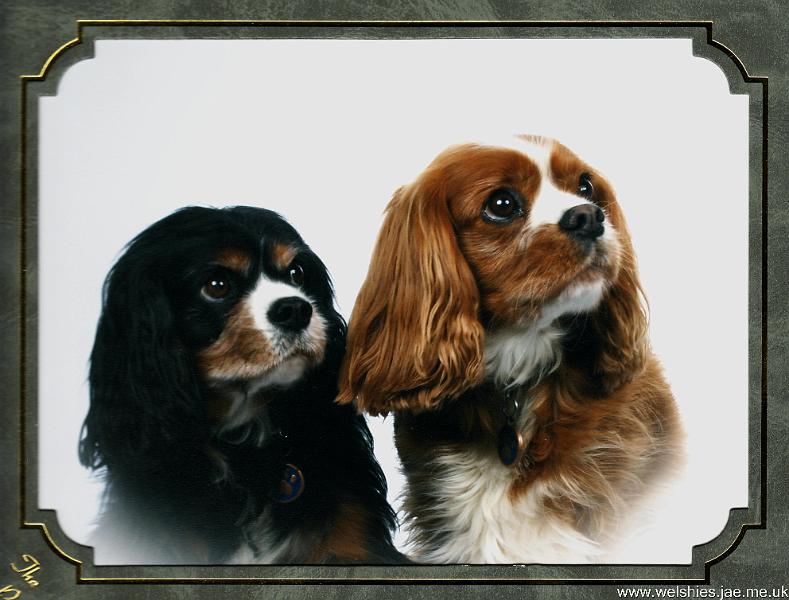 Shandy & Casey 2.jpg